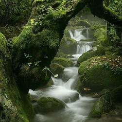 AREA HUTAN AREA HUTAN